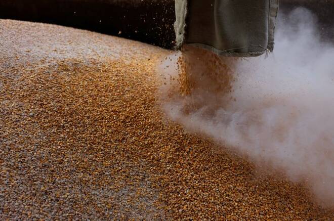 Tonnellate di grano caricate su un camion presso uno stabilimento nella regione di Chernihiv, in Ucraina