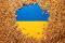 Semi di grano intorno alla bandiera ucraina