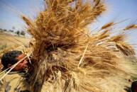 مجلس الوزراء المصري يوافق على حافز إضافي لتوريد القمح من المزارعين في موسم 2023 ليصل سعر الأردب إلى 1500 جنيه