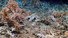 اكتشاف شعاب مرجانية جديدة في جزر جالاباجوس بالإكوادور