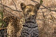 Ein Handout-Foto von Tlalamba, einem vierjährigen Leoparden und dem begehrtesten Tier in ihrem Reservat unter den Käufern eines neuen Programms, das nicht-fungible Token (NFTs) verkauft, um Geld für den Naturschutz zu sammeln, im Djuma-Wildreservat in Hluvukani, in der Provinz Mpumalanga, Südafrika, 4. November 2018. Lauren Arthur/Handout