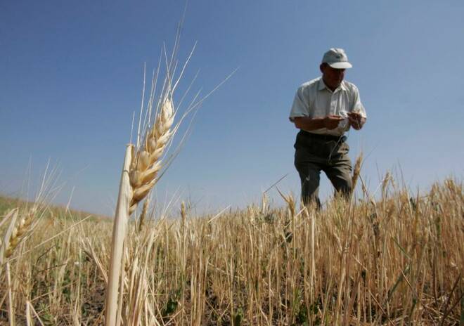 ARCHIV: Der Meteorologe Stepan Melnychuk untersuchtein verdorrtes Weizenfeld in der von der Dürre betroffenen Region Cherson im Süden der Ukraine